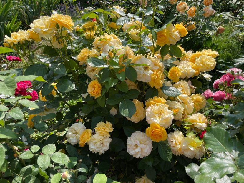  - 0008 - Trandafiri 2025