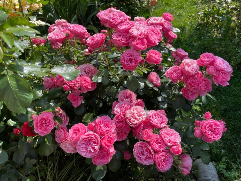  - 0008 - Trandafiri 2025