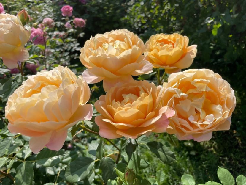  - 0008 - Trandafiri 2025