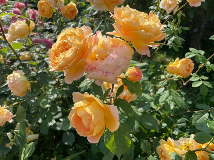  - 0008 - Trandafiri 2025