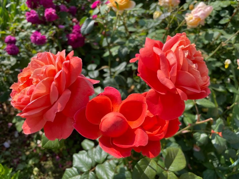  - 0008 - Trandafiri 2025