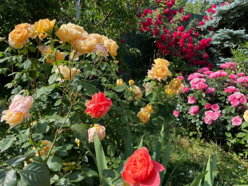  - 0008 - Trandafiri 2025