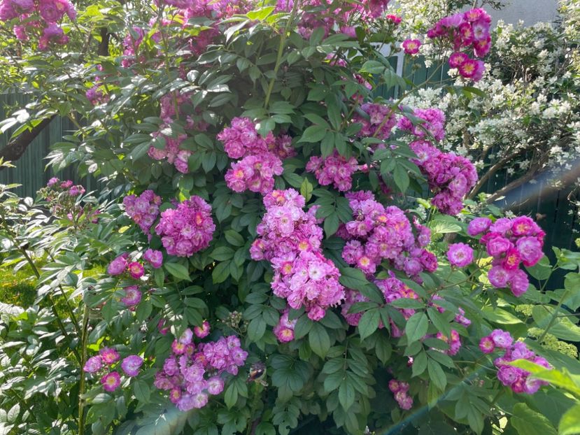  - 0008 - Trandafiri 2025