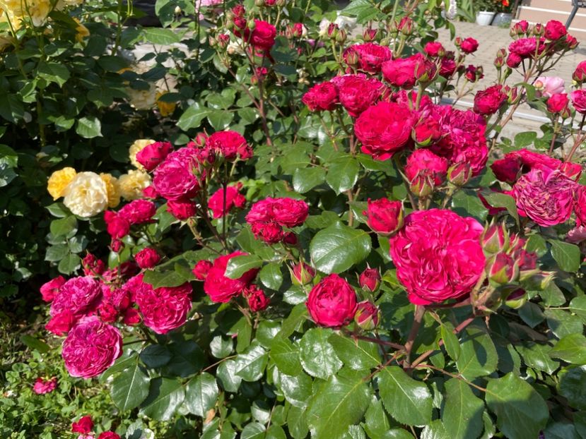  - 0008 - Trandafiri 2025