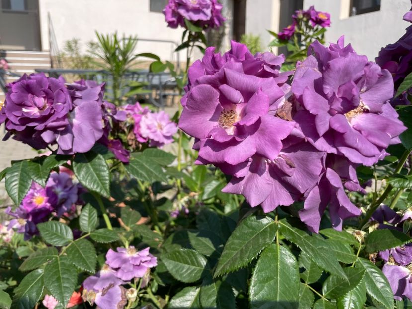  - 0008 - Trandafiri 2025