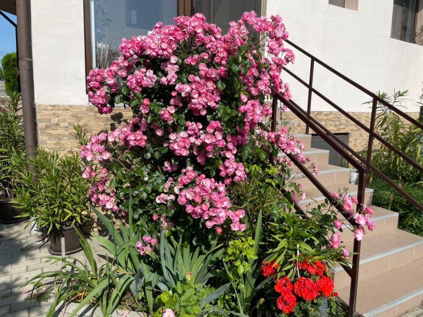  - 0008 - Trandafiri 2025