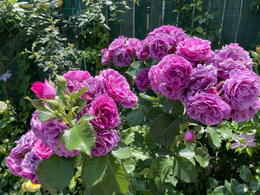  - 0008 - Trandafiri 2025