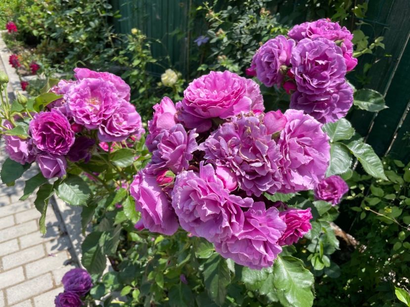  - 0008 - Trandafiri 2025