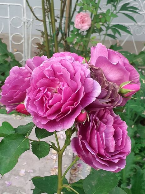  - Minerva 2021 - 2022