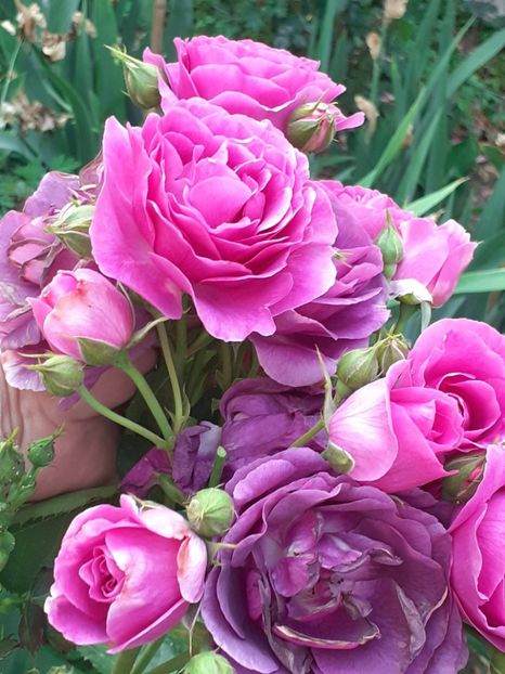  - Minerva 2021 - 2022