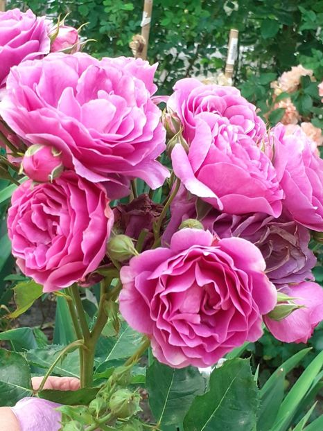  - Minerva 2021 - 2022