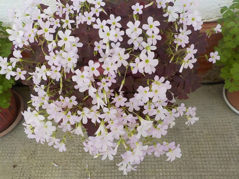  - oxalis triangularis