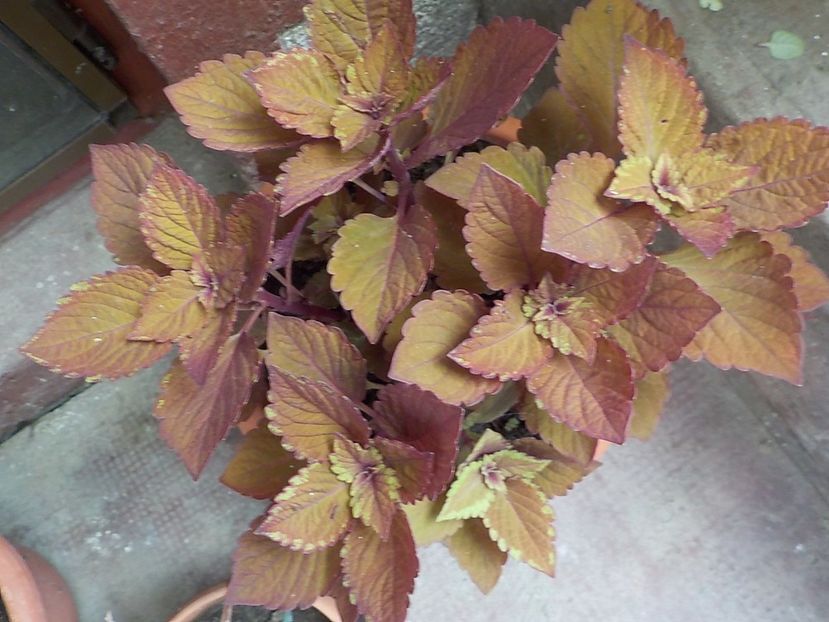  - coleus