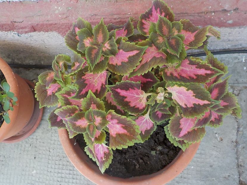  - coleus