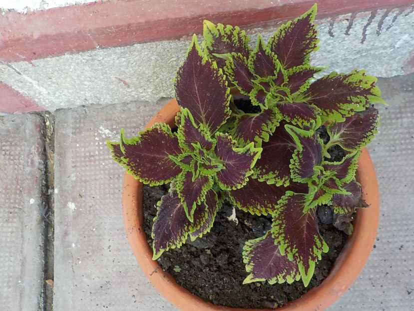  - coleus
