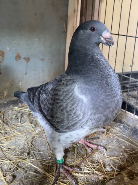 din p7 acelasi - Pui 2025