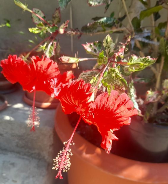 - 1111 Bucurii florale 2025