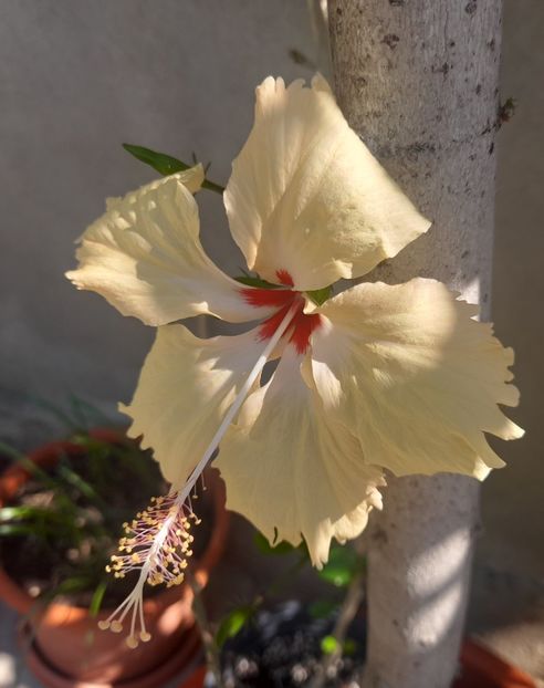  - 1111 Bucurii florale 2025