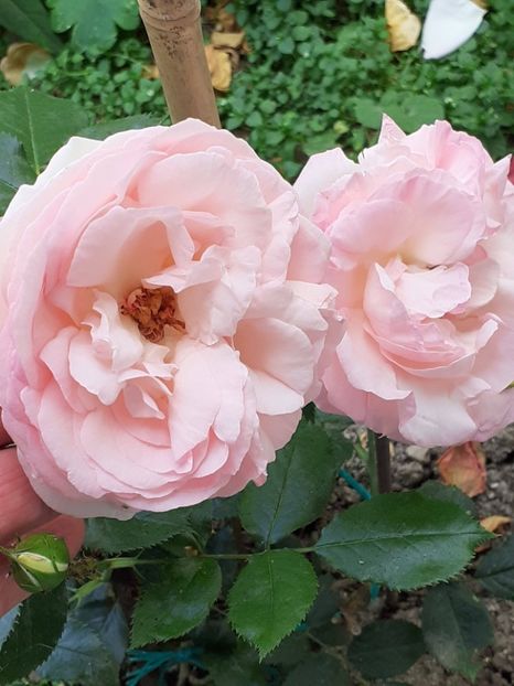  - Eden Rose 3 bucăti