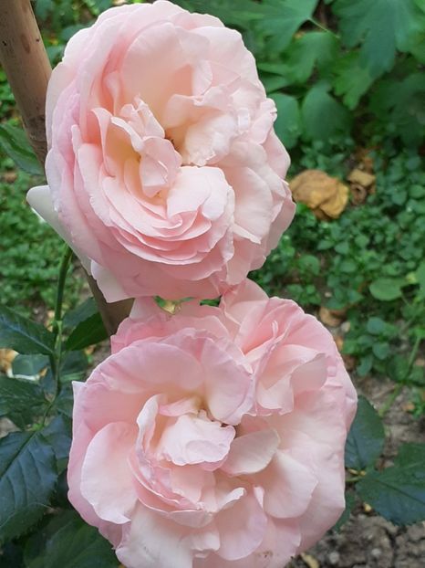  - Eden Rose 3 bucăti