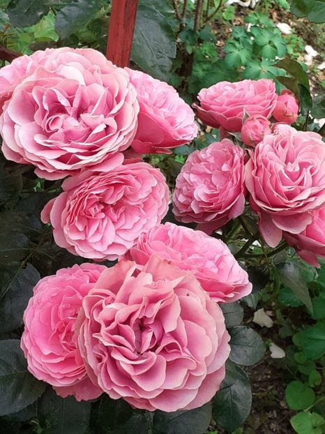  - Pink Leonardo 2021 - 2022 - 2023