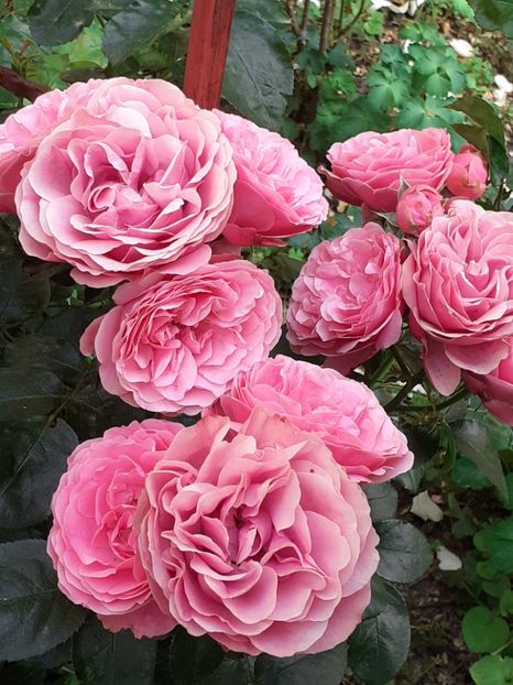  - Pink Leonardo 2021 - 2022 - 2023