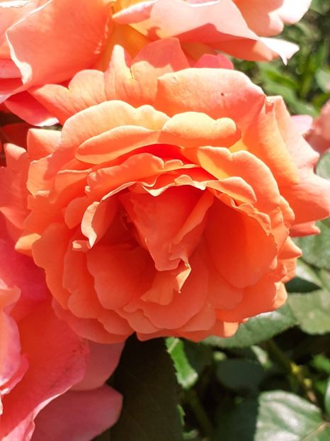  - Caffe - Easy Does It - Rapsody in Blue