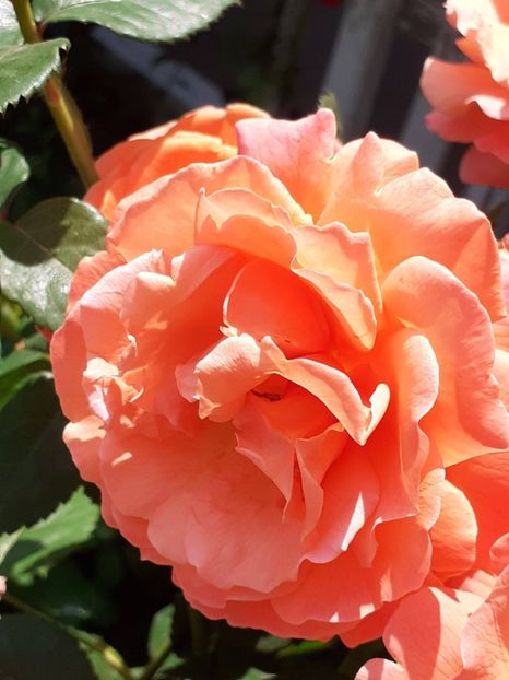  - Caffe - Easy Does It - Rapsody in Blue