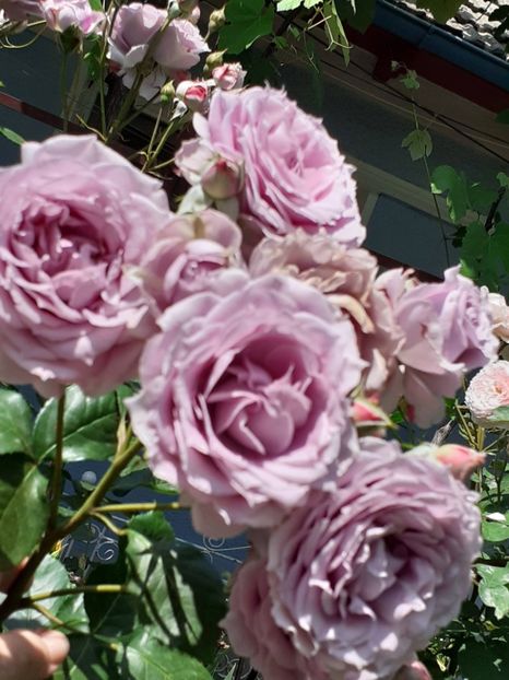  - Novalis 2022- 2023-2024