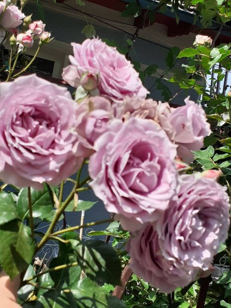  - Novalis 2022- 2023-2024