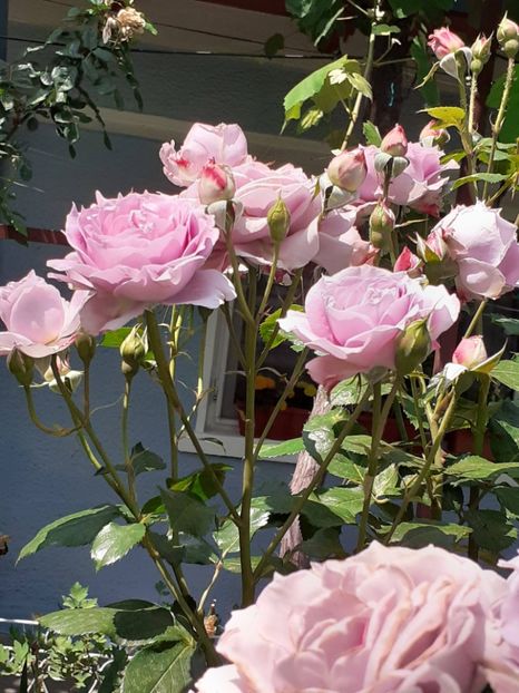  - Novalis 2022- 2023-2024