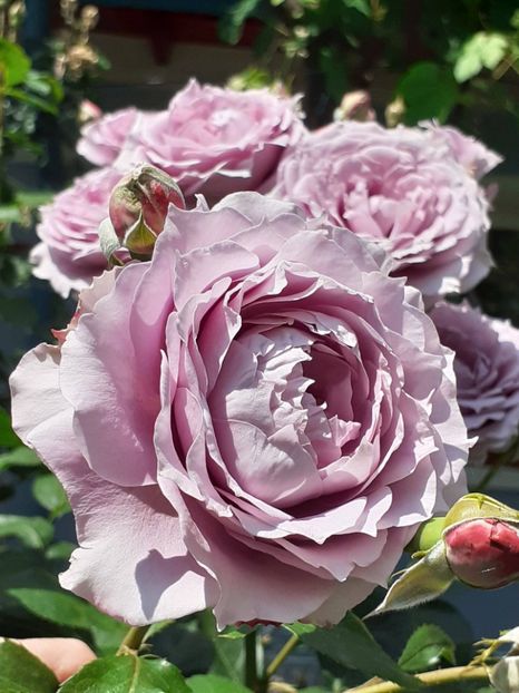  - Novalis 2022- 2023-2024