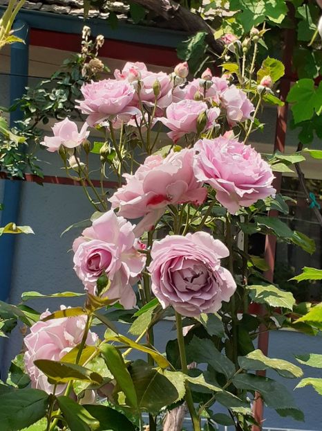  - Novalis 2022- 2023-2024