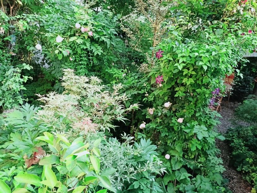  - Grădina 2025 continuare 3