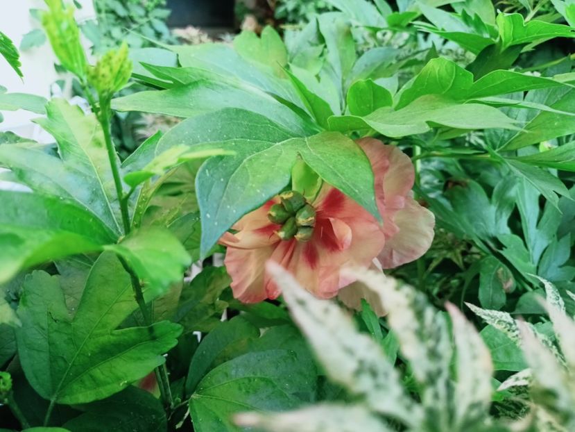 Magical Mystery Tour itoh - Grădina 2025 continuare 3