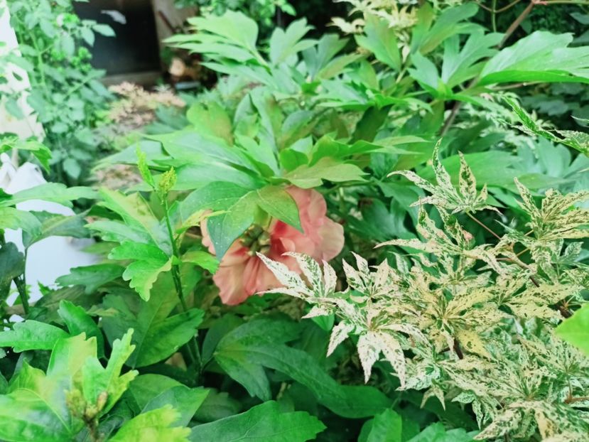  - Grădina 2025 continuare 3