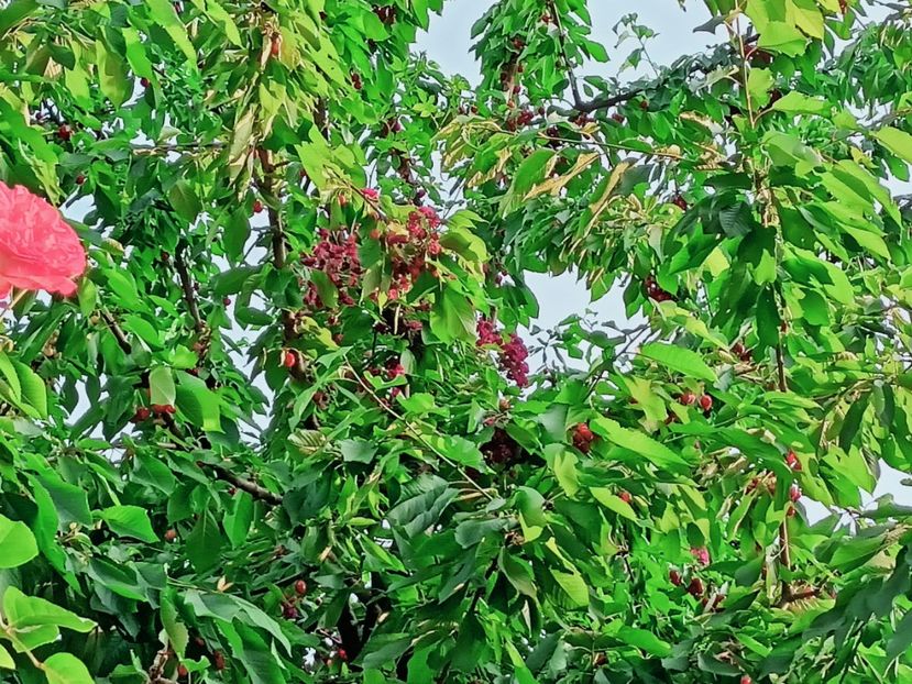 Stella - Grădina 2025 continuare 3