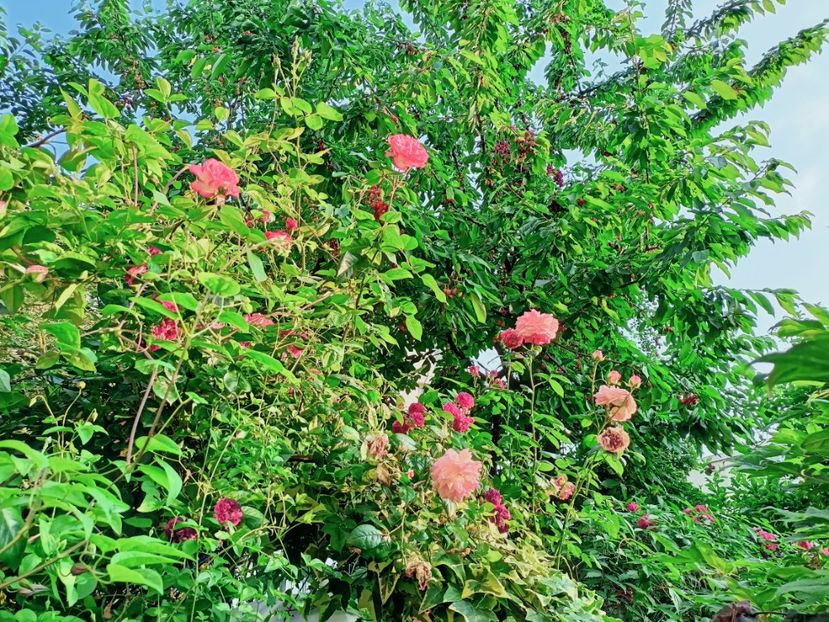  - Grădina 2025 continuare 3