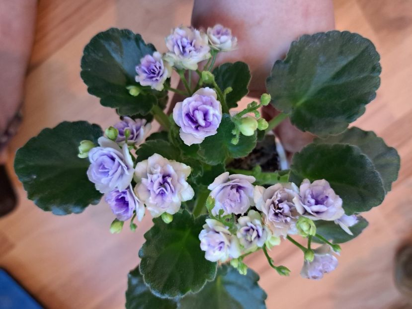  - Violeta Optimara little moonstone