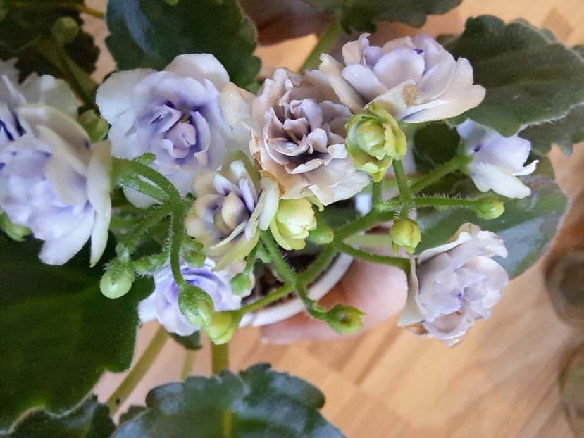  - Violeta Optimara little moonstone