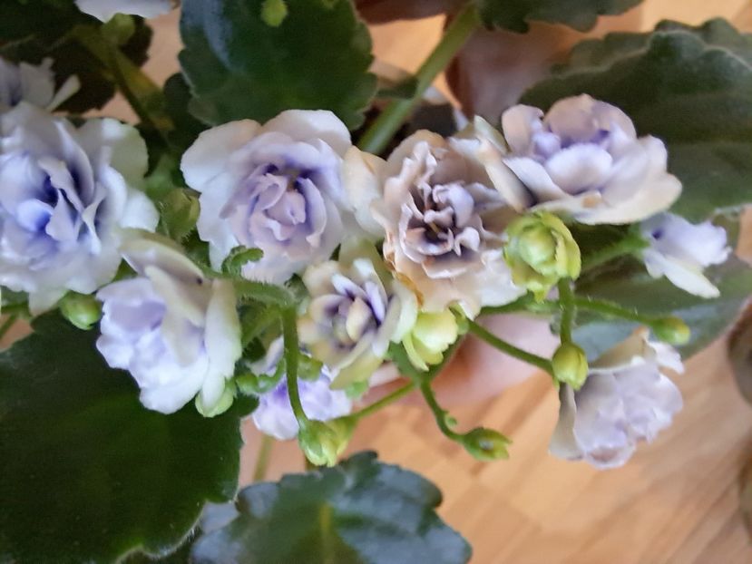  - Violeta Optimara little moonstone