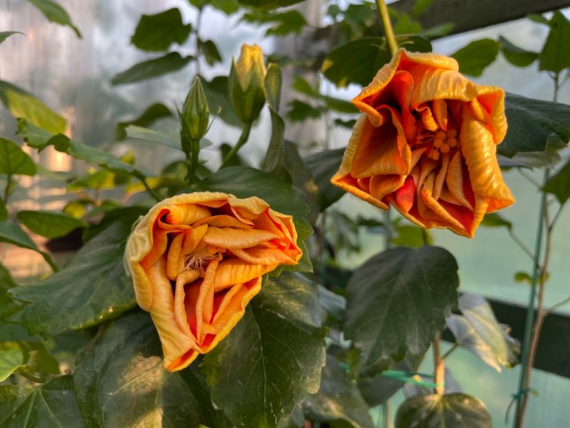  - Chi s garden Forest Rhapsody