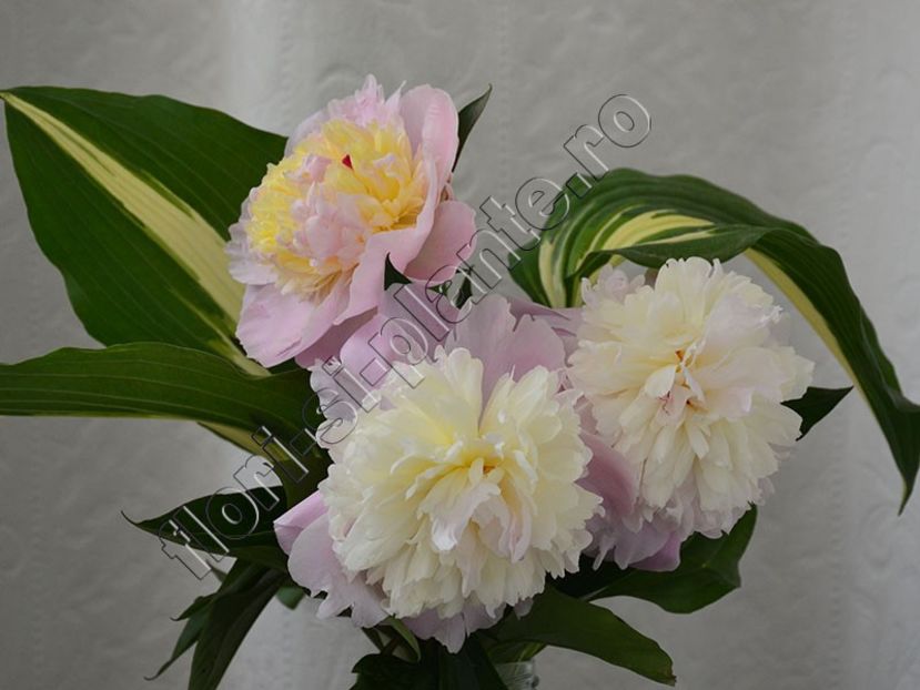 Buchet Bujor - Diverse