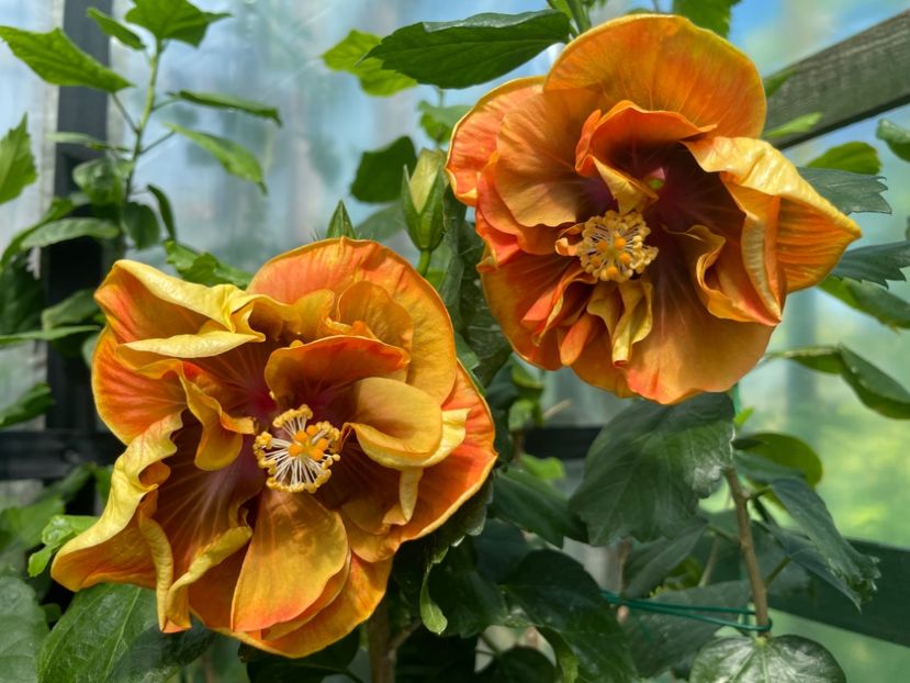  - Chi s garden Forest Rhapsody