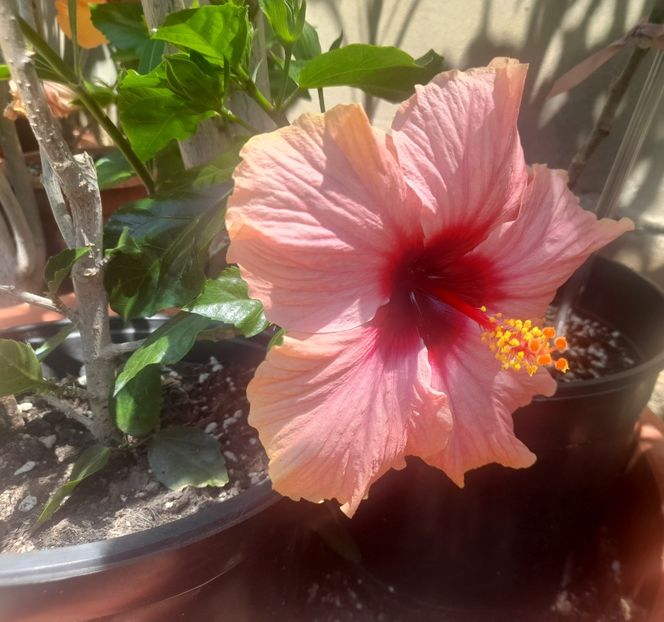  - 1111 Bucurii florale 2025