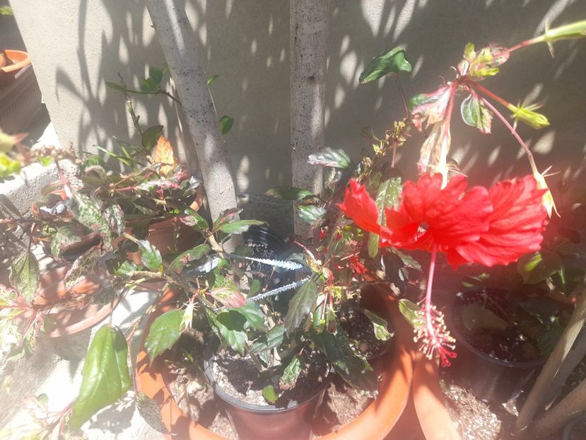  - 1111 Bucurii florale 2025