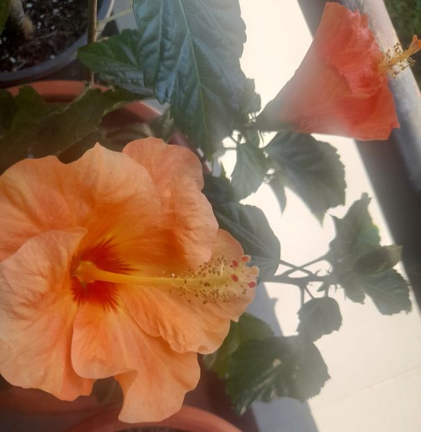  - 1111 Bucurii florale 2025