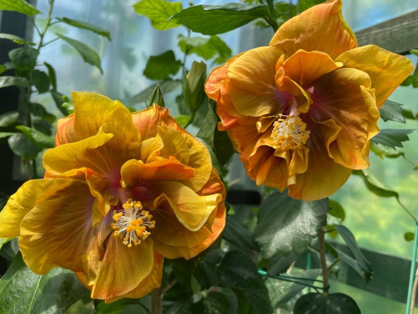  - Chi s garden Forest Rhapsody