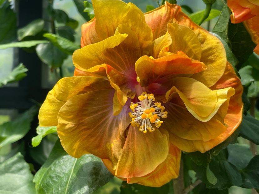  - Chi s garden Forest Rhapsody