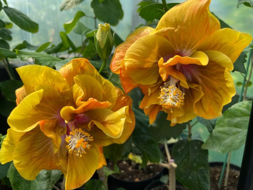  - Chi s garden Forest Rhapsody